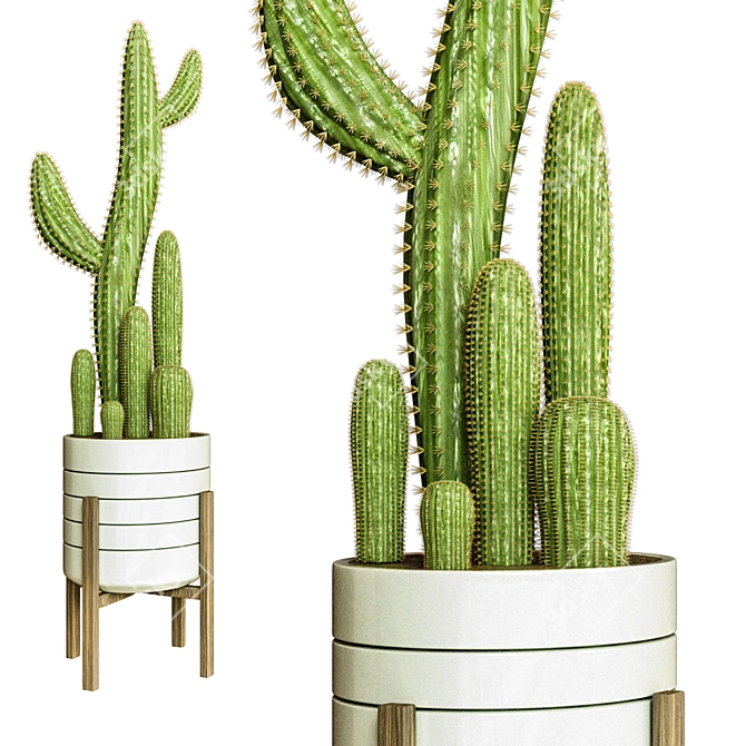 Desert Cactus Collection 3D Model 3D model image 1