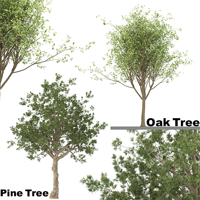 Oak & Pine Duo Forest 3D model image 1