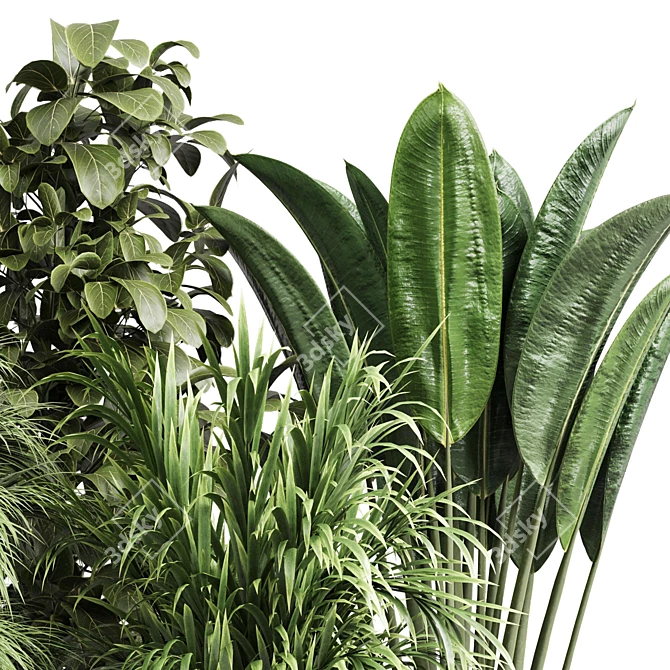 Indoor Plant Collection Ficus Palm 3D model image 3