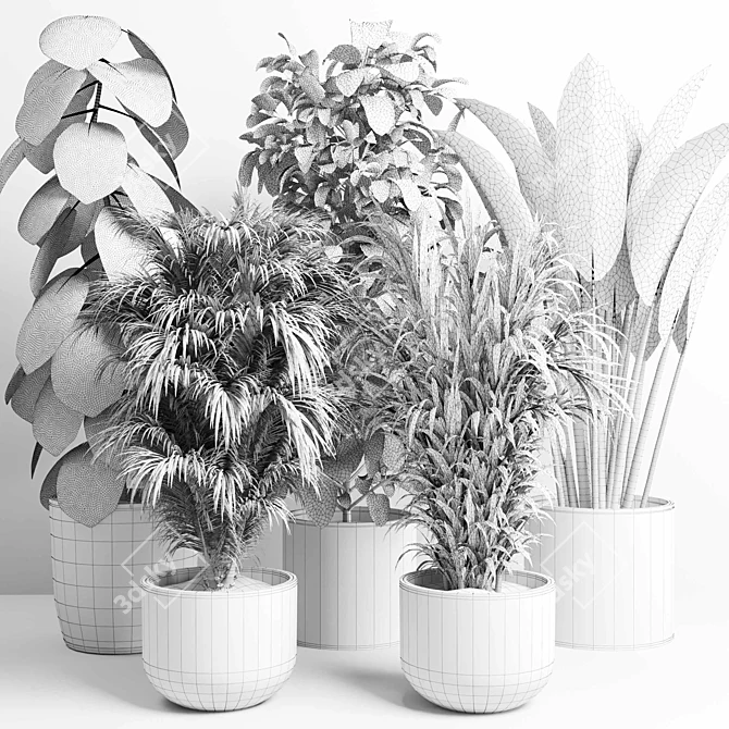 Indoor Plant Collection Ficus Palm 3D model image 6