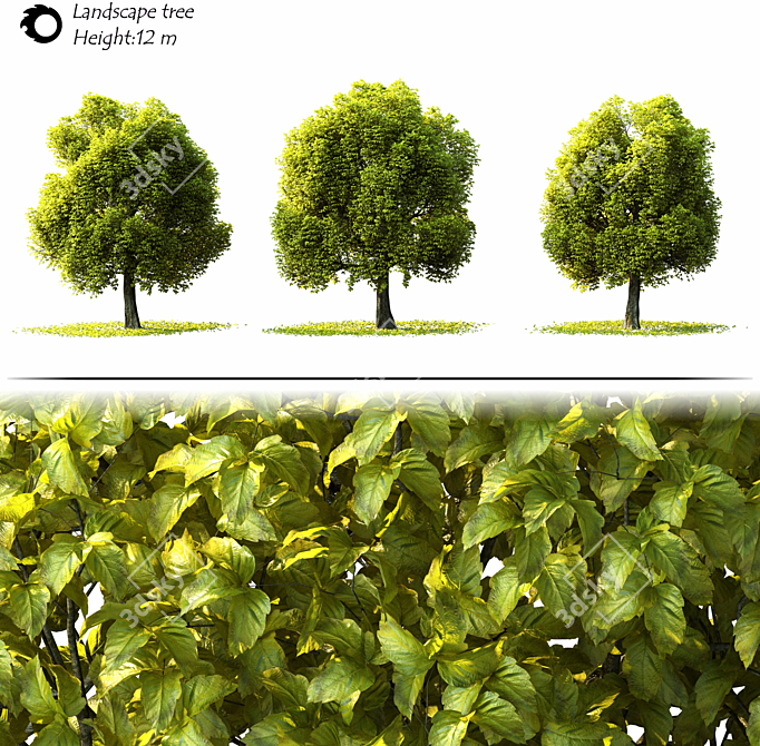 Corona Render Landscape Tree Model 3D model image 2