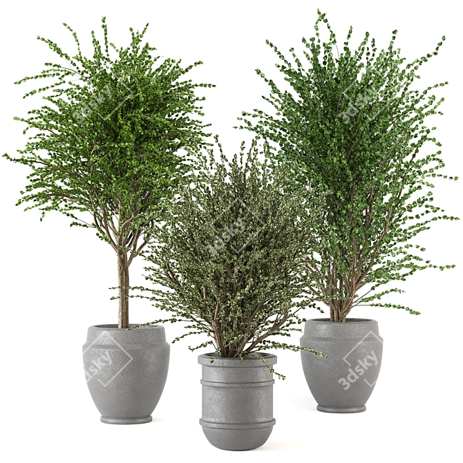 Creative Indoor Plants Collection 3D 3D model image 1