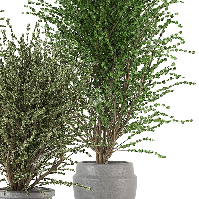 Creative Indoor Plants Collection 3D 3D model image 3