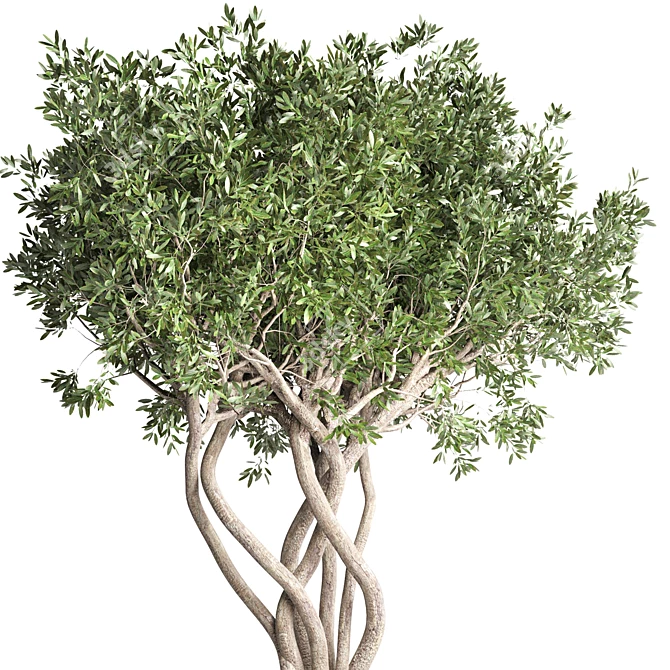 Bonsai Tree Concrete Planter Outdoor 3D model image 3