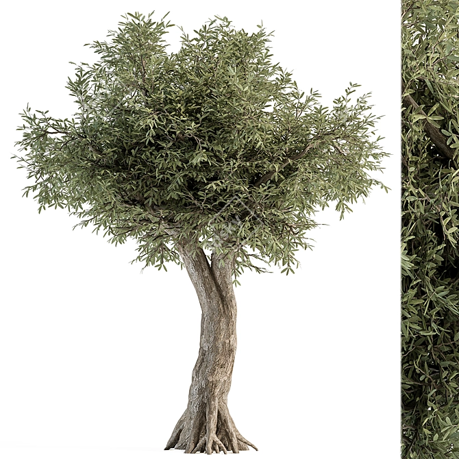 Antique Olive Tree Set 82 3D model image 1