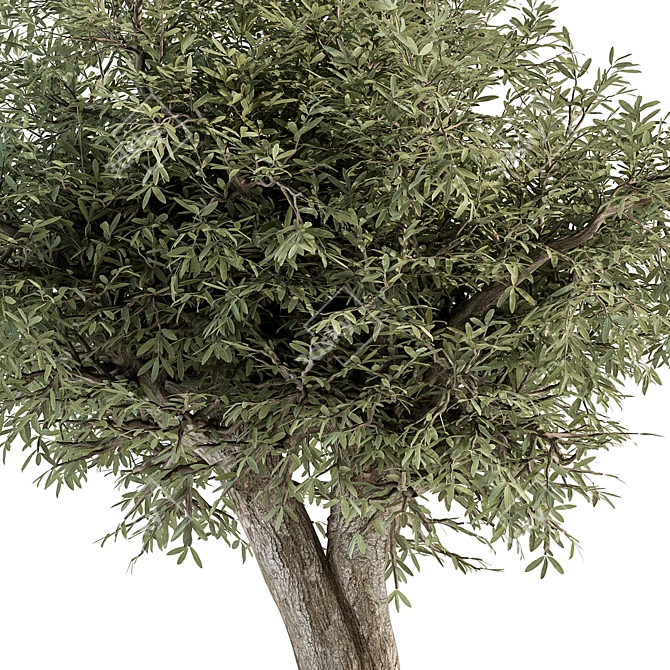 Antique Olive Tree Set 82 3D model image 2