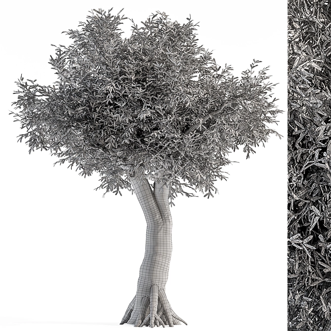 Antique Olive Tree Set 82 3D model image 3