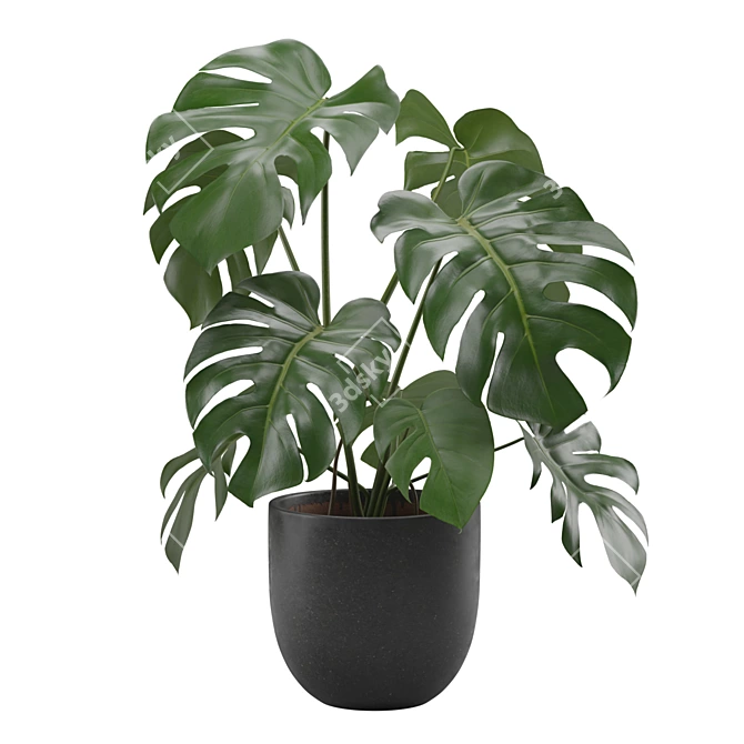 Tropical Monstera Houseplant 4K 3D model image 1