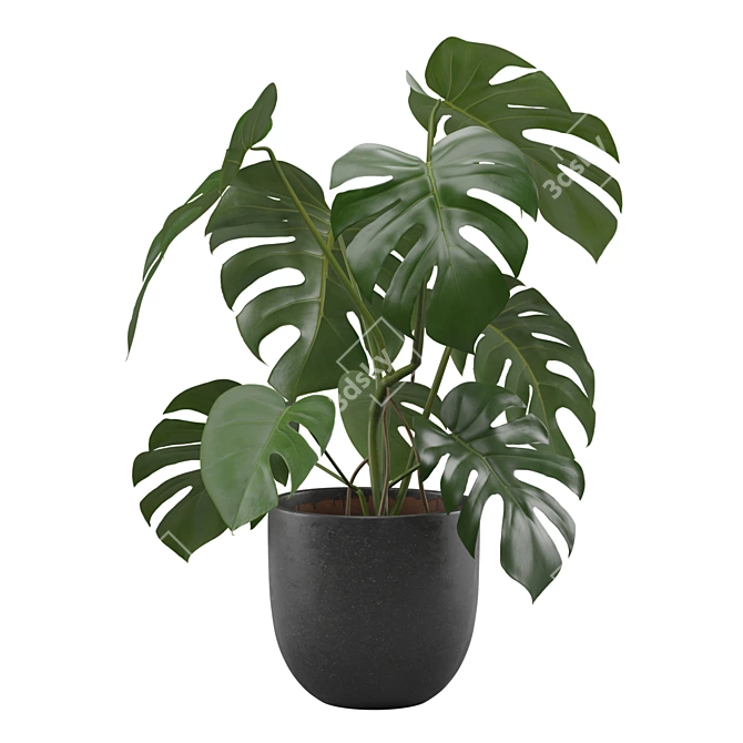 Tropical Monstera Houseplant 4K 3D model image 4