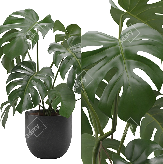 Tropical Monstera Houseplant 4K 3D model image 7