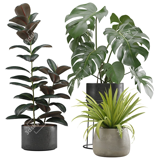 Exotic Indoor Plant Pack Collection 3D model image 1