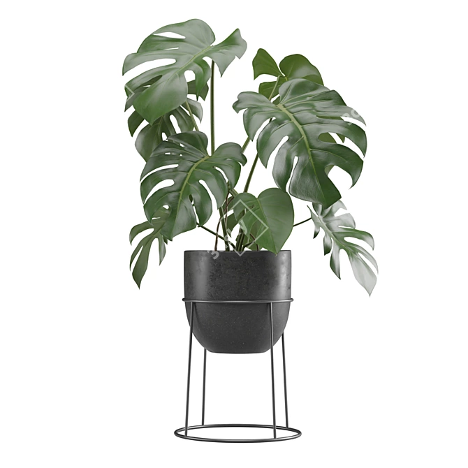 Exotic Indoor Plant Pack Collection 3D model image 4