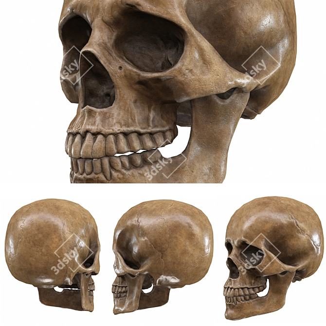 Low-Poly Skull 3D Model 3D model image 3