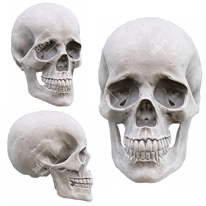 Low-Poly Skull 3D Model 3D model image 4