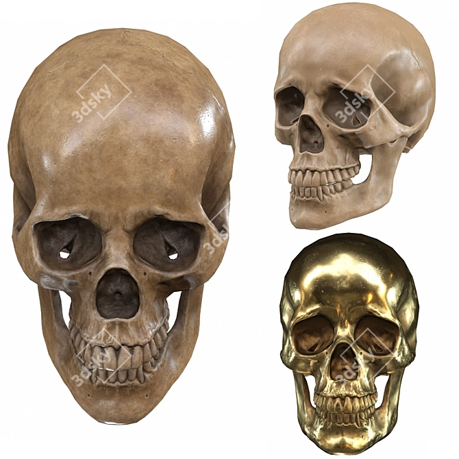 Low-Poly Skull 3D Model 3D model image 6