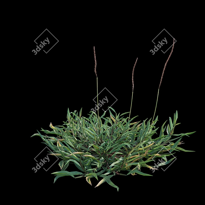 Grass Model Set Bundle 03 3D model image 5