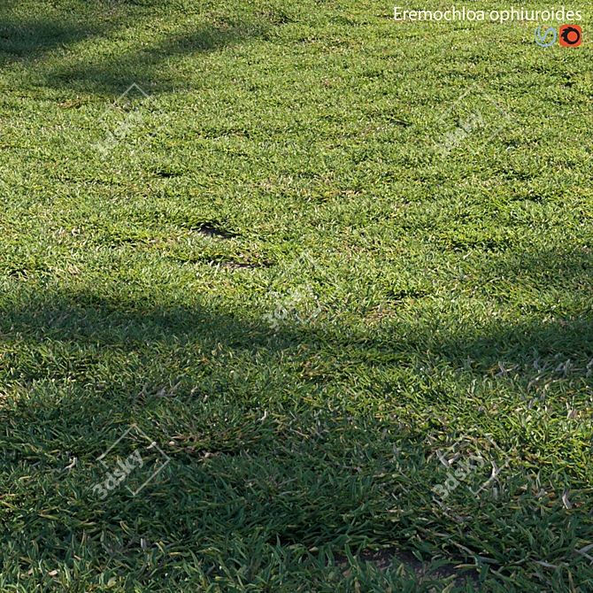 Grass Plant Model Set 3D model image 2