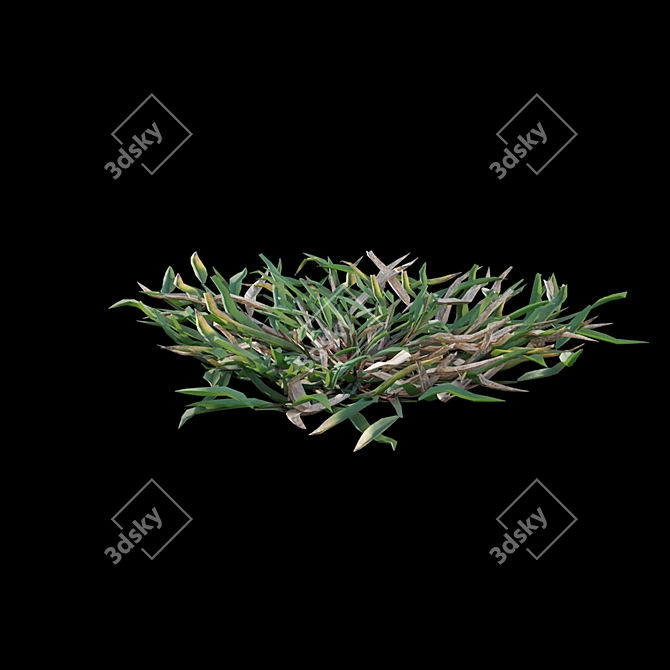 Grass Plant Model Set 3D model image 6