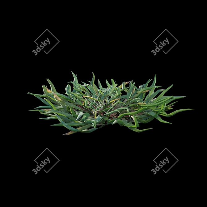 Grass Plant Model Set 3D model image 7