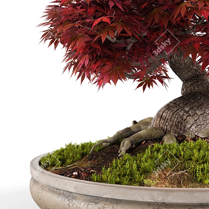 Miniature Bonsai Japanese Maple Tree 3D model image 4