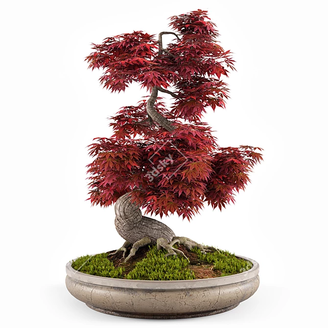 Miniature Bonsai Japanese Maple Tree 3D model image 5