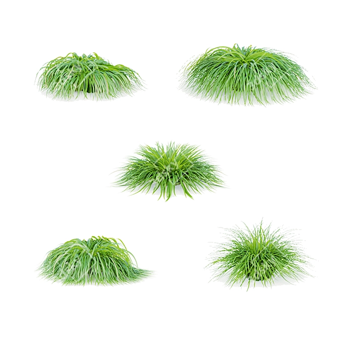 Spring Grass Collection | Carex caryophyllea 3D model image 3