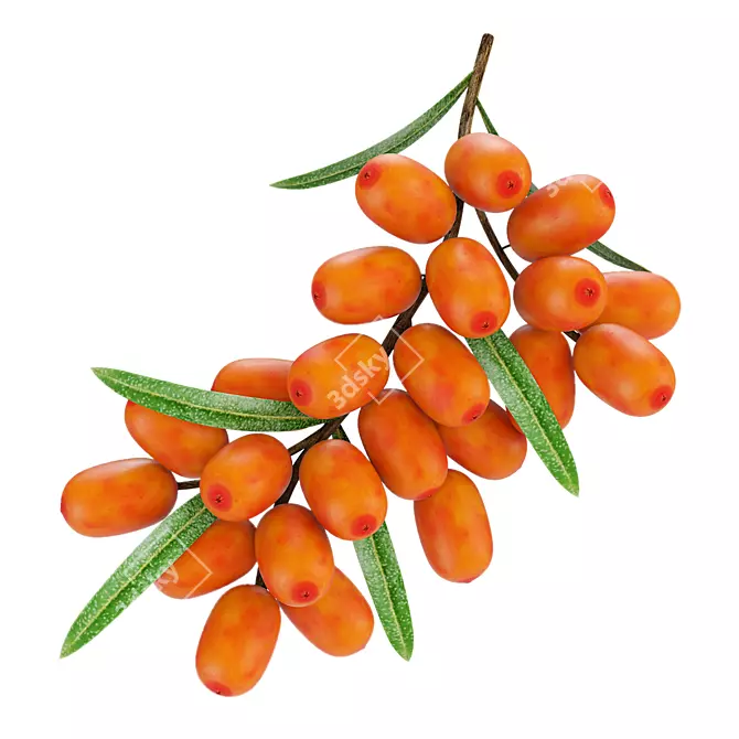 Sea Buckthorn Branch 3D Model 3D model image 1