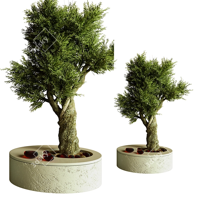 BonVray Bonsai Indoor Plant 3D model image 2