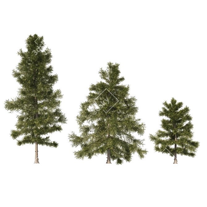 3 Cyprus Cedar Tree Models 3D model image 4