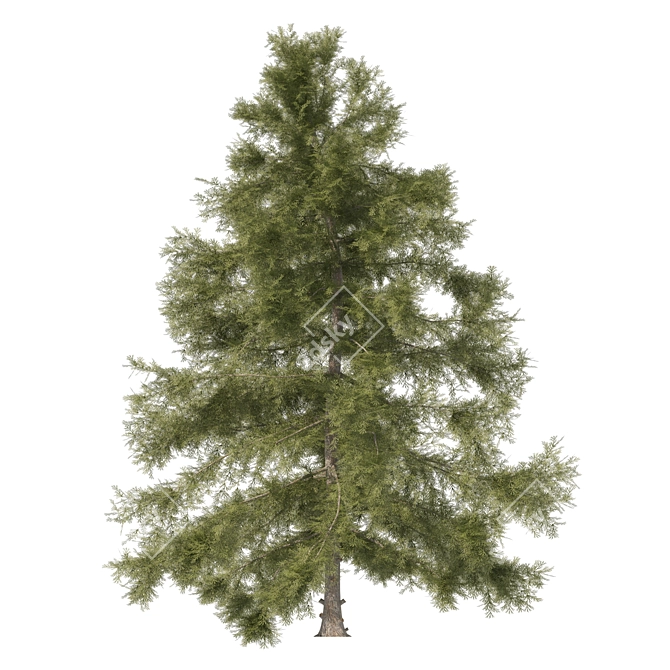 3 Cyprus Cedar Tree Models 3D model image 5