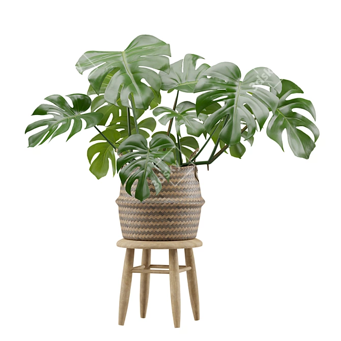 Exotic Indoor Plant Collection Pack 3D model image 4