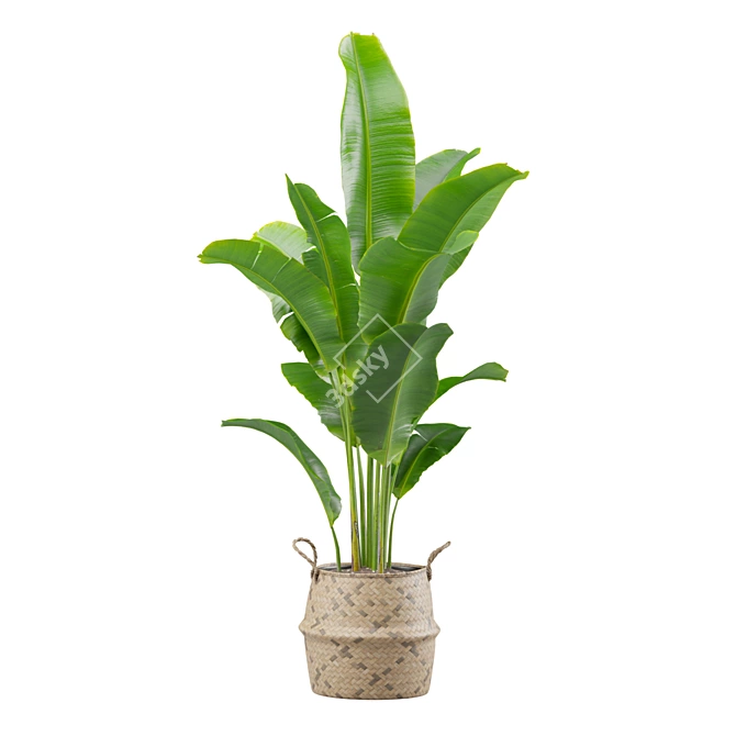 Exotic Indoor Plant Collection Pack 3D model image 6