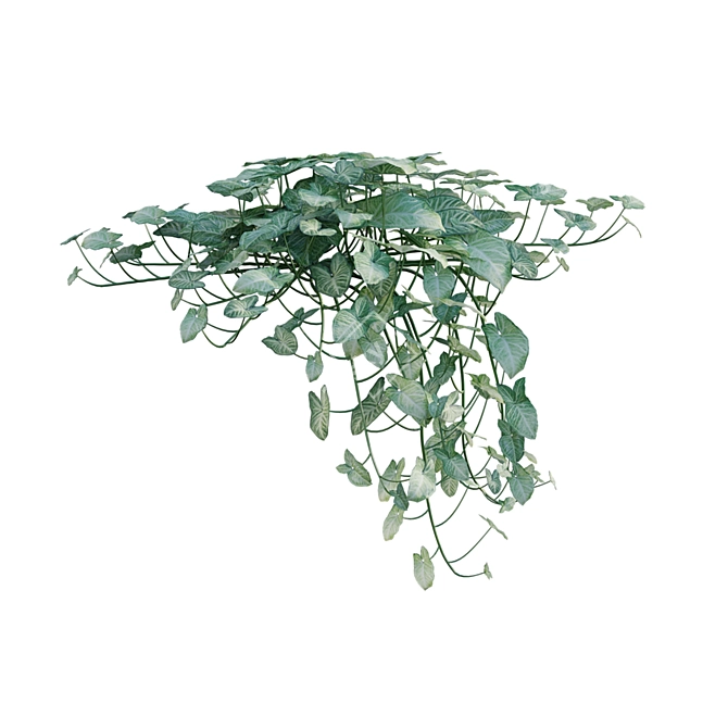 Indoor Plant 3D Model Archive 3D model image 6