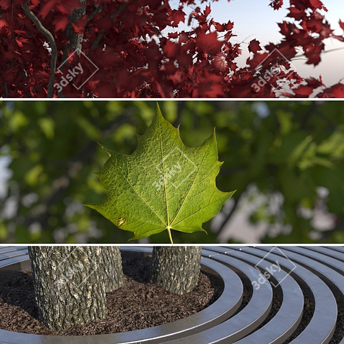 City Maple Trees with Grate 3D model image 3