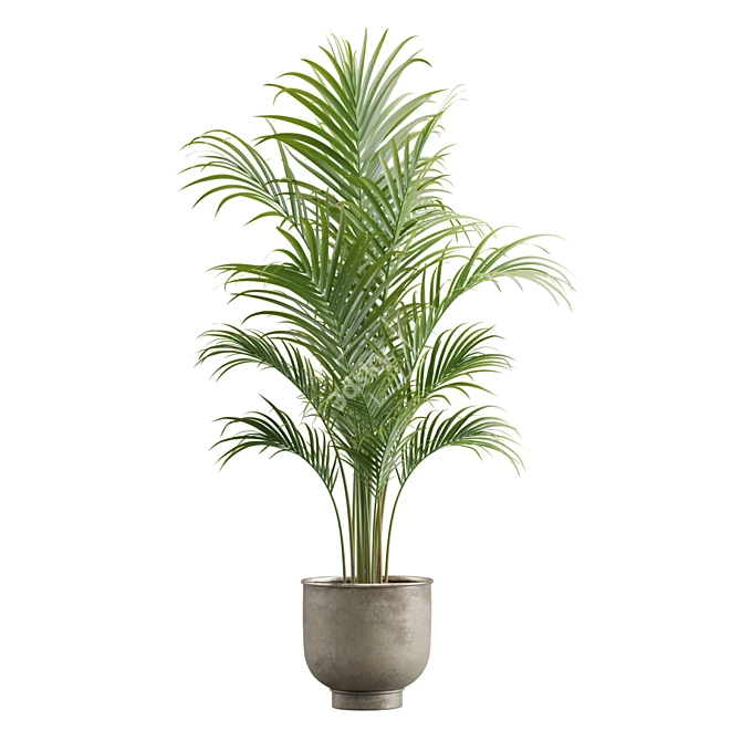 Exotic Areca Palm Set 3D model image 4