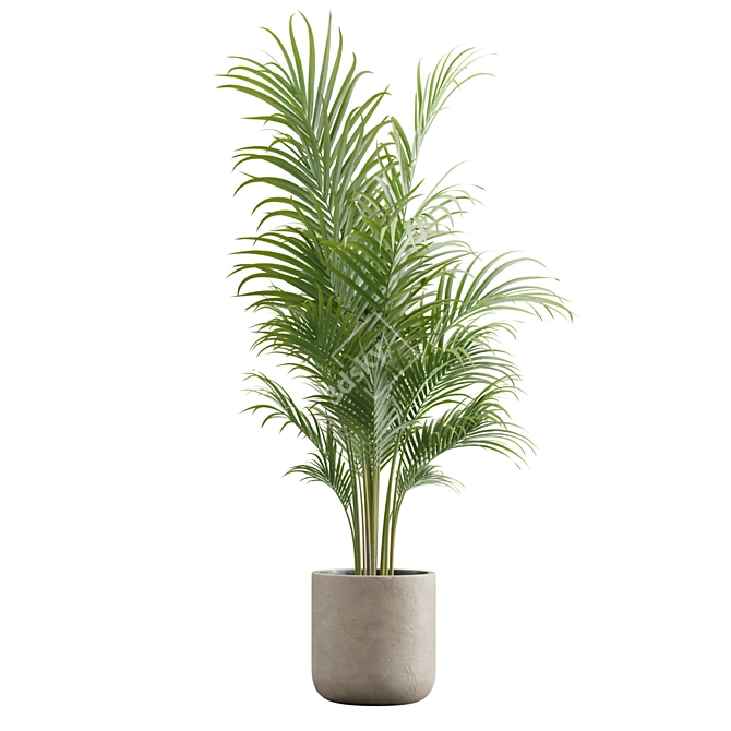 Exotic Areca Palm Set 3D model image 5