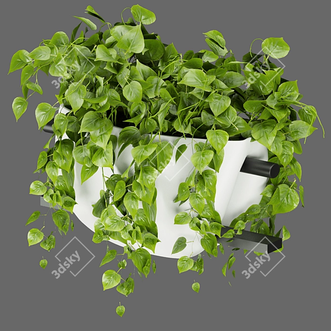 Pothos Hanging Plant Collection 3D model image 3