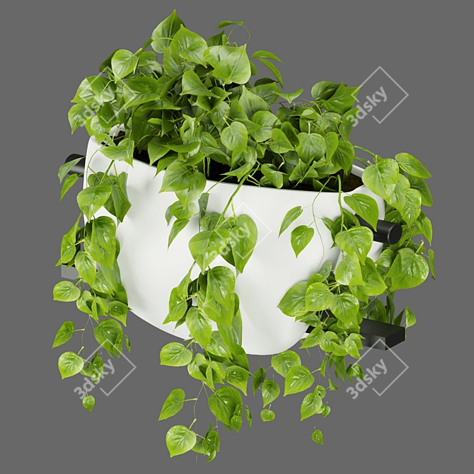 Pothos Hanging Plant Collection 3D model image 5