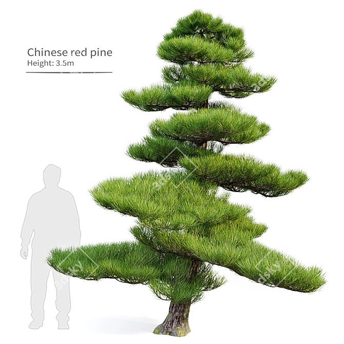 Manchurian Red Pine 3D Model 3D model image 1