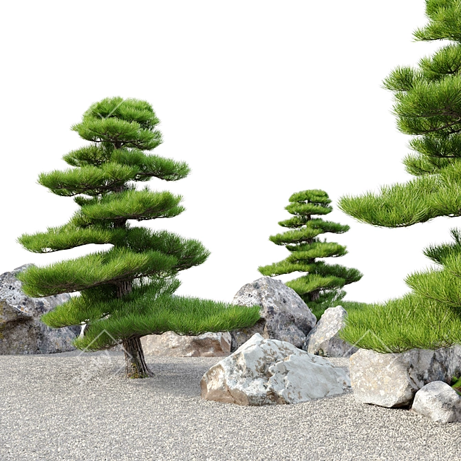 Manchurian Red Pine 3D Model 3D model image 2