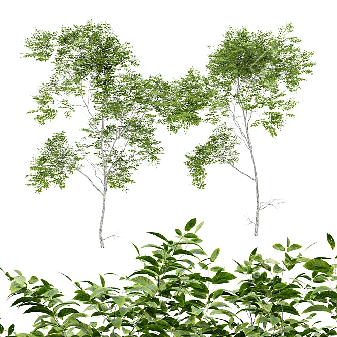 Variabilis Quercus Tree Models Set 3D model image 1