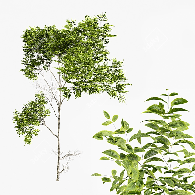 Variabilis Quercus Tree Models Set 3D model image 3