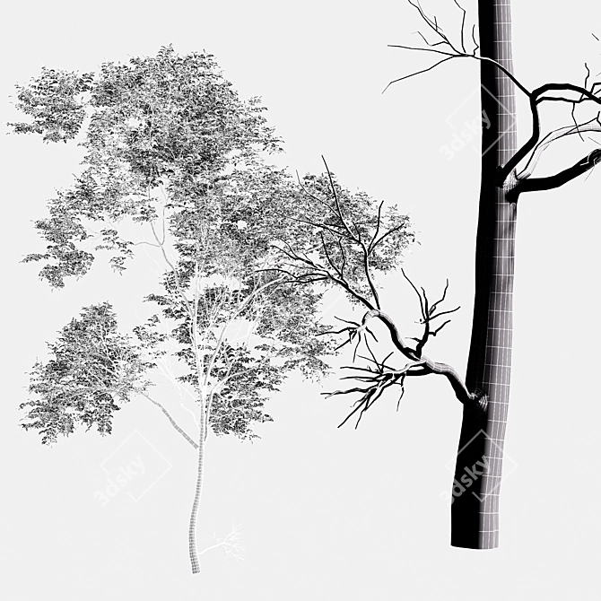 Variabilis Quercus Tree Models Set 3D model image 4