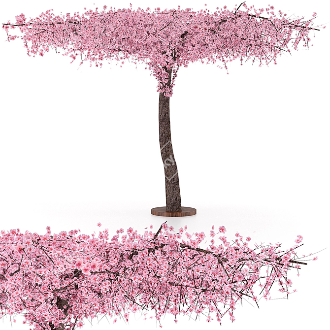 Sakura Tree 3000mm Height 3D model image 1