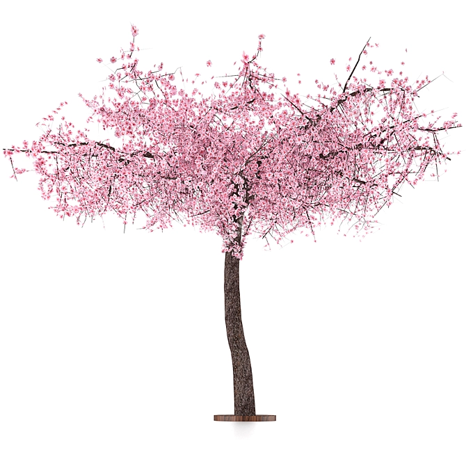 Sakura Tree 3000mm Height 3D model image 2