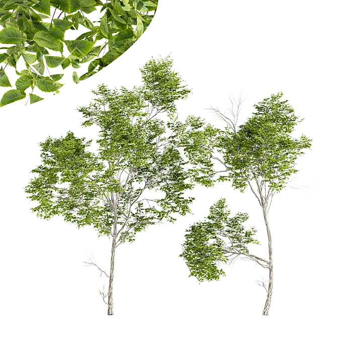 Dynamic Tree Models Pack - Vray, Corona 3D model image 4