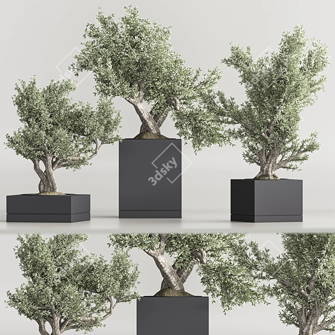 Mini Bonsai Plant Set 3D 3D model image 3