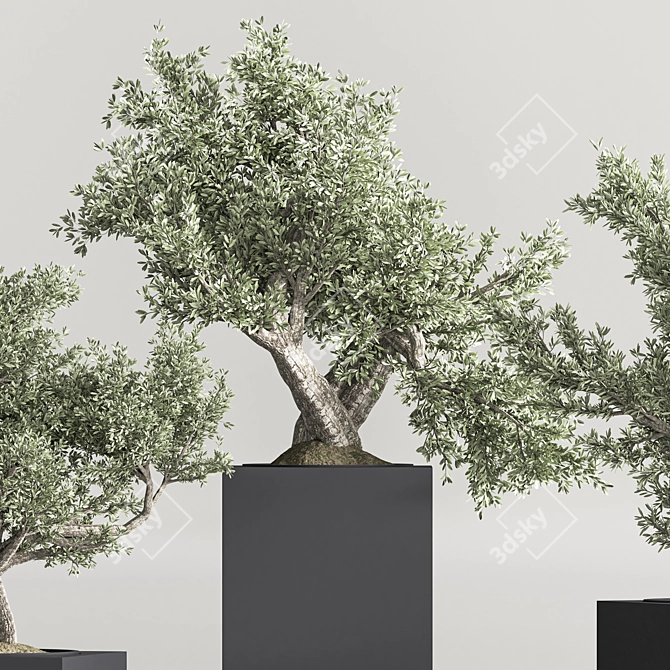 Mini Bonsai Plant Set 3D 3D model image 5