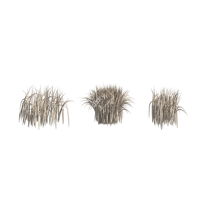 Detailed 3D High Ryegrass Model 3D model image 5