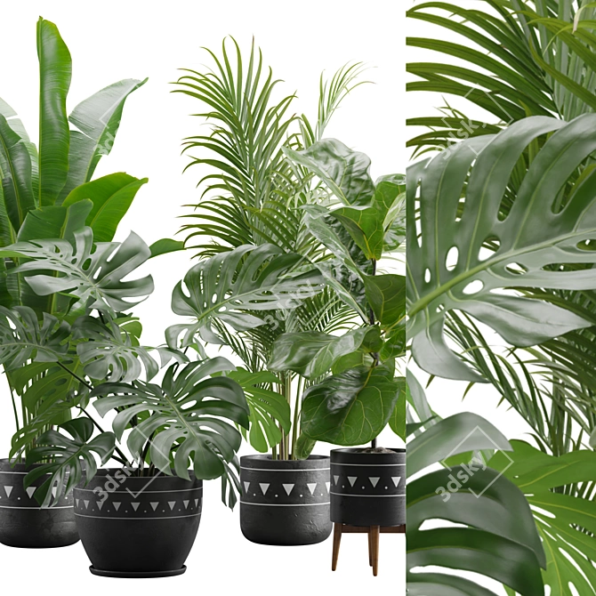 Exotic Indoor Plants Pack 17 3D model image 2